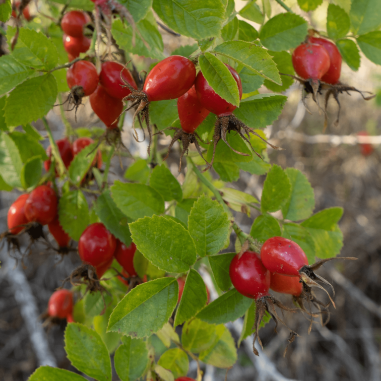 owoc dzikiej róży na odporność