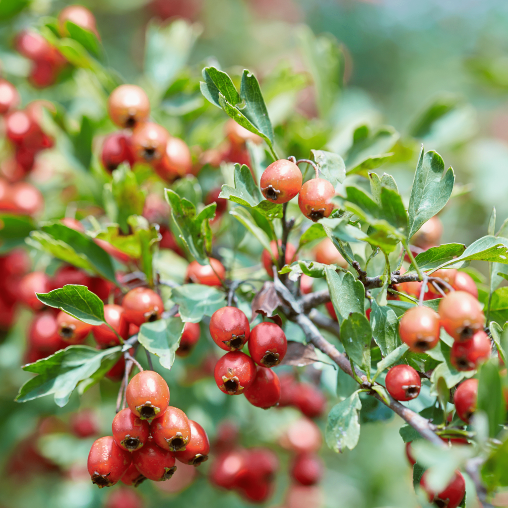 owoce dzikiej róży